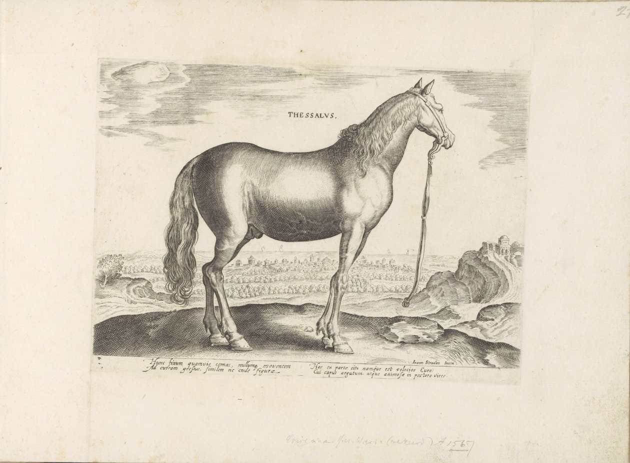Cheval de Thessalie - Anonymous