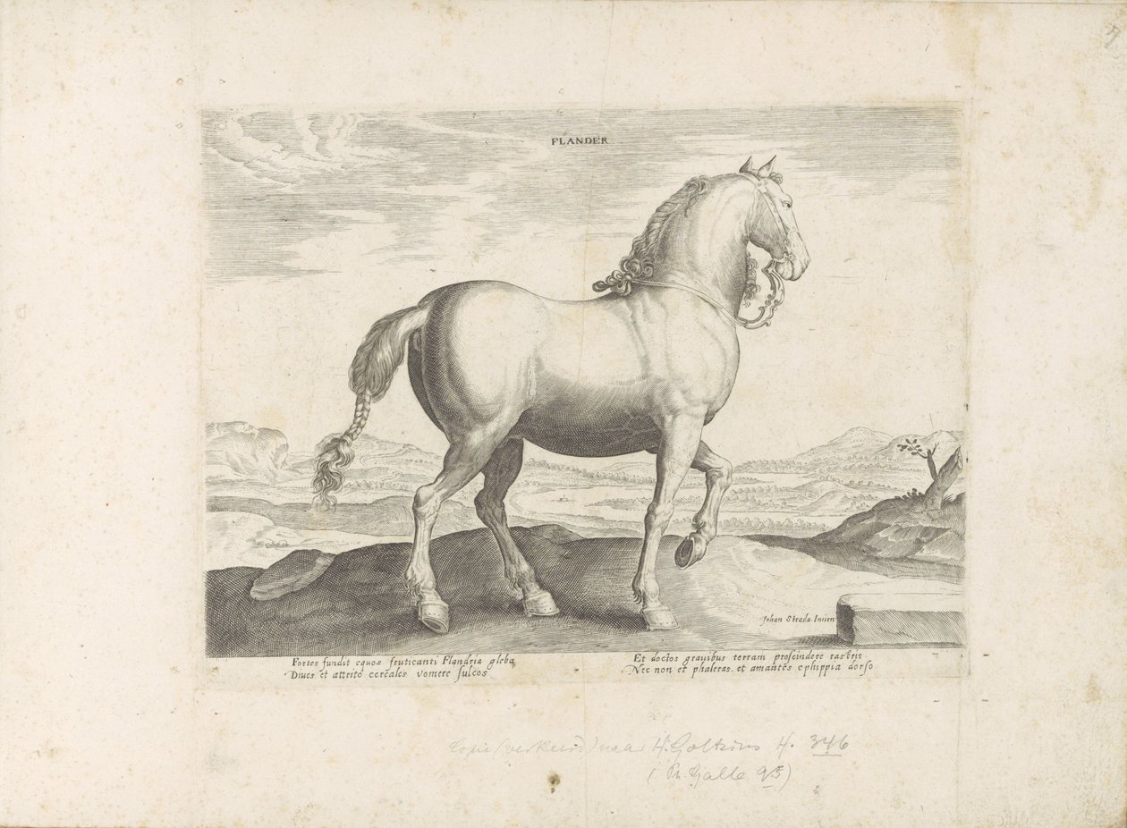 Cheval de Flandre (série: Races de chevaux des écuries royales de Don Juan d