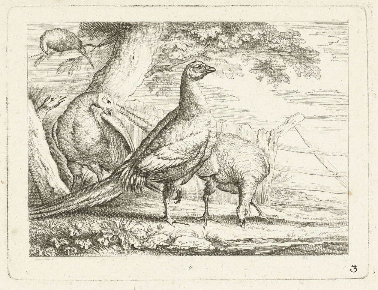 Poules picorant - Anonymous