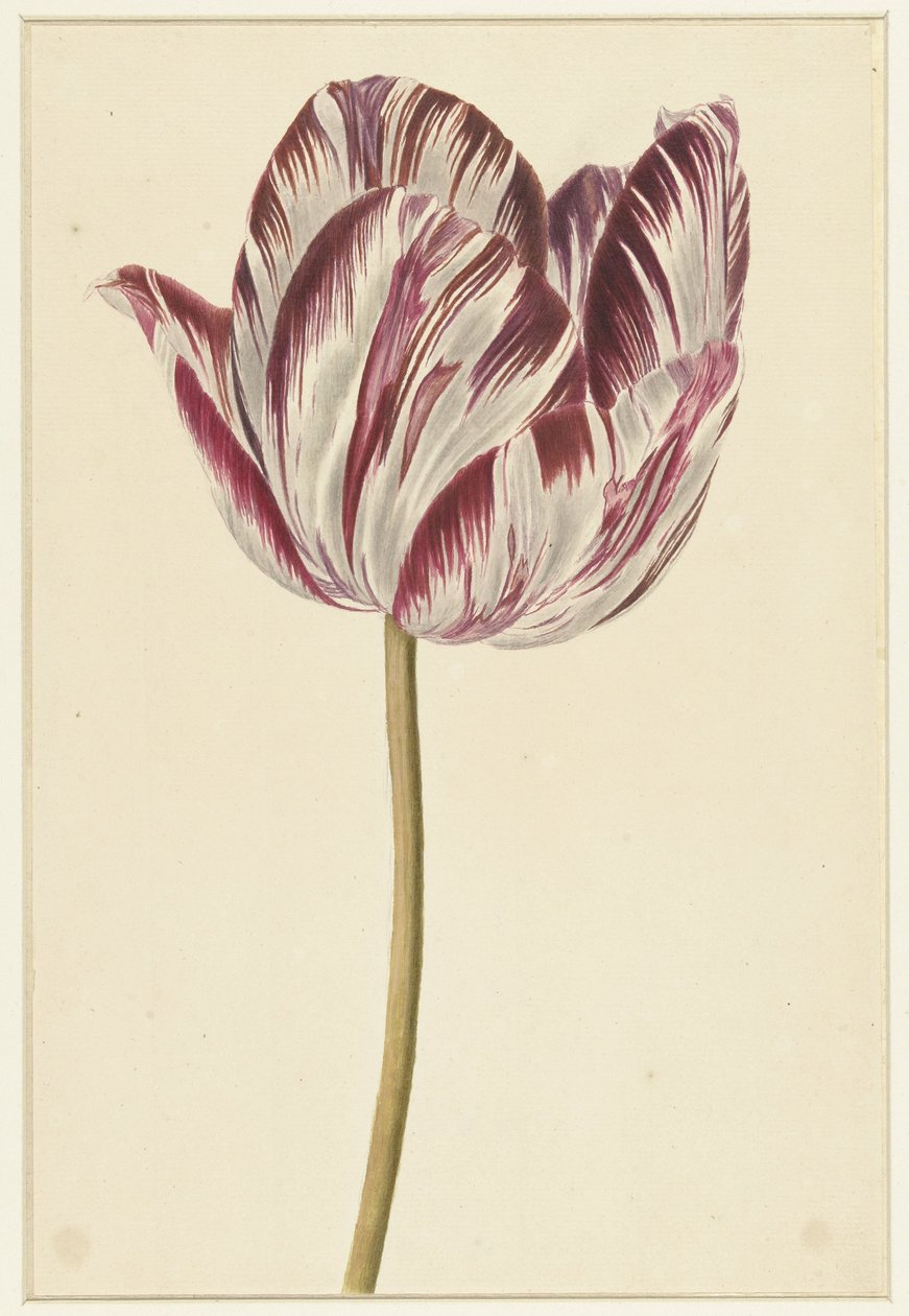 Tulipe rouge et blanche - Anonymous
