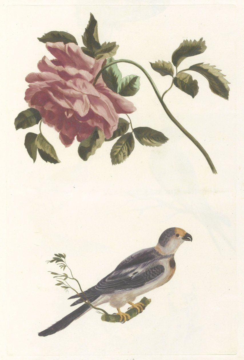 Rose et Perruche - Anonymous