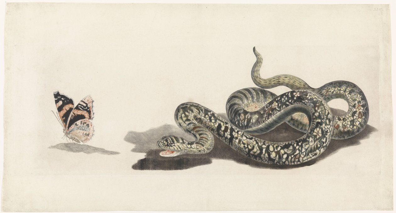 Serpent avec un papillon - Anonymous