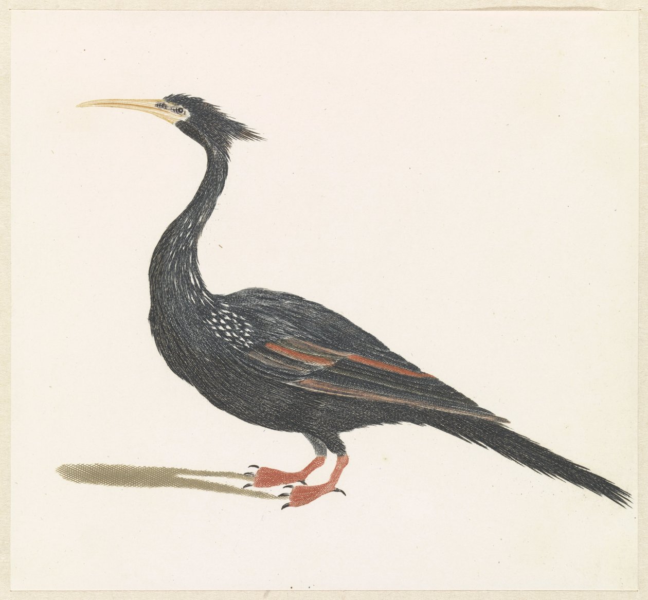 Anhinga - Anonymous