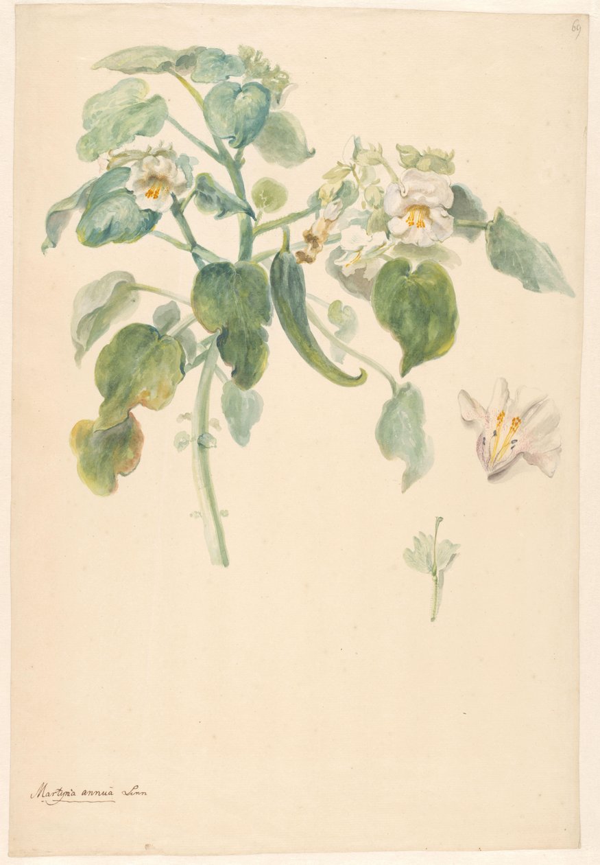 Branche de griffes de chat blanches avec détails du pistil et de la fleur - Anonymous