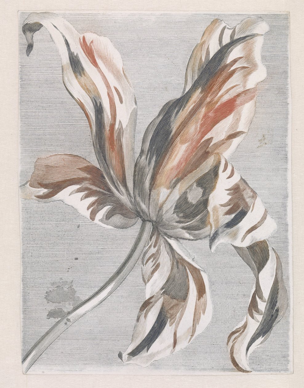 Tulipe - Anonymous