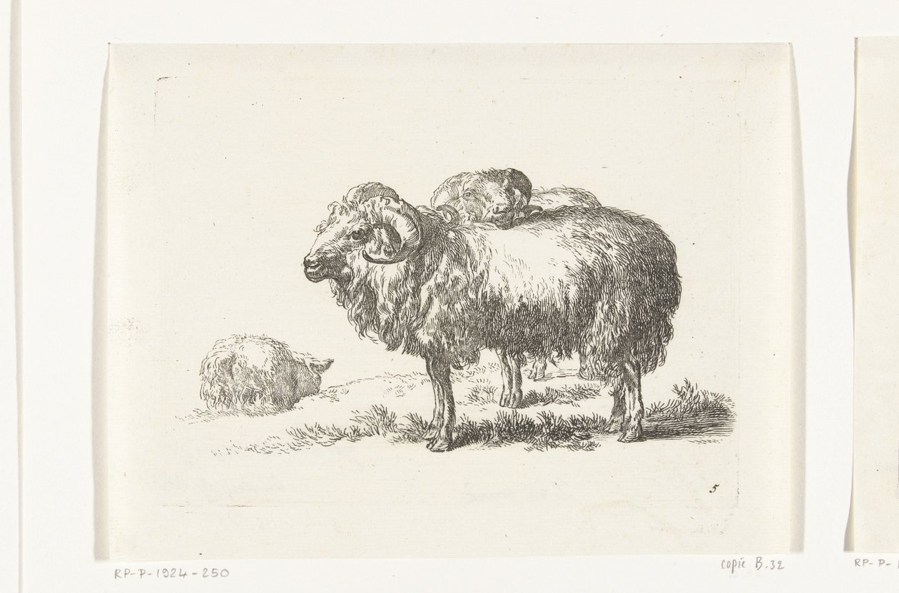 Deux boucs et un mouton couché - Anonymous