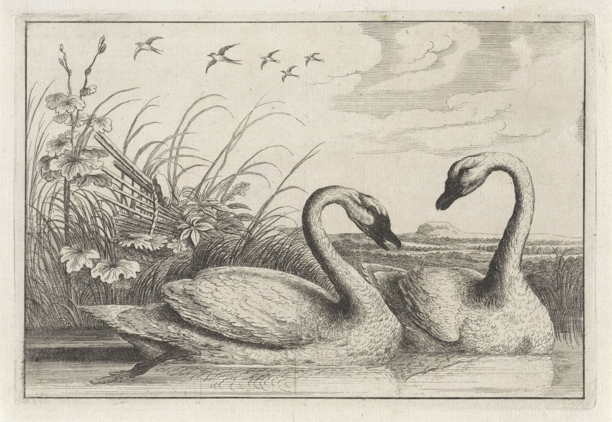 Deux cygnes - Anonymous