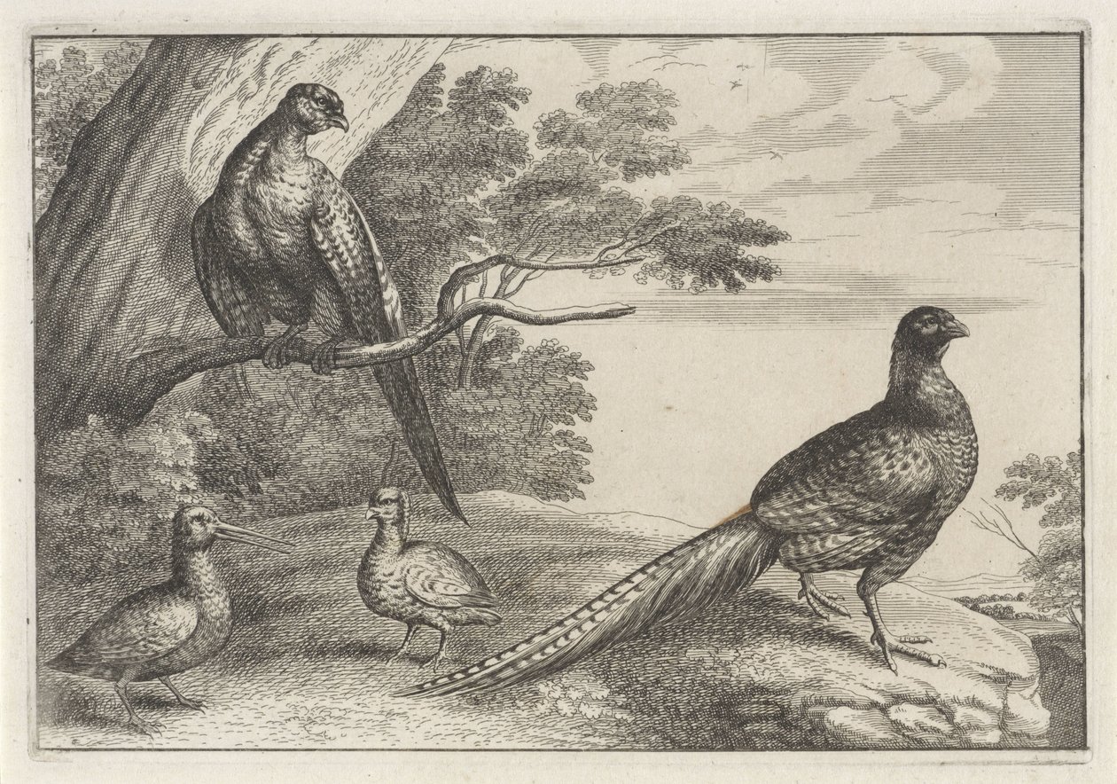 Quatre oiseaux - Anonymous