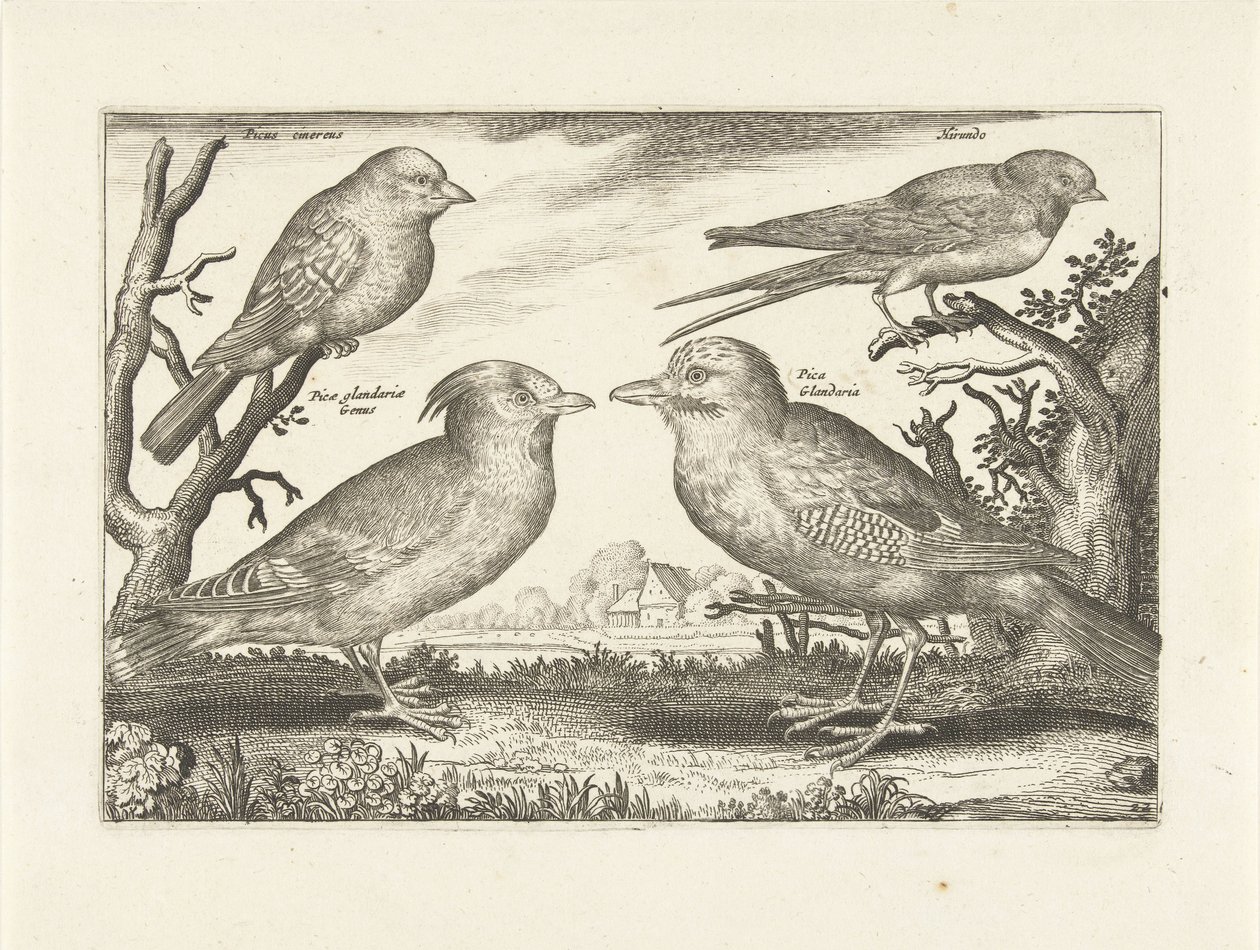 Quatre oiseaux - Anonymous