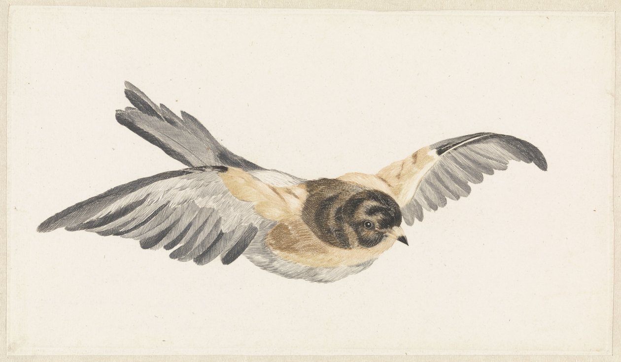 Pinson du Nord (Fringilla montifringilla) - Anonymous