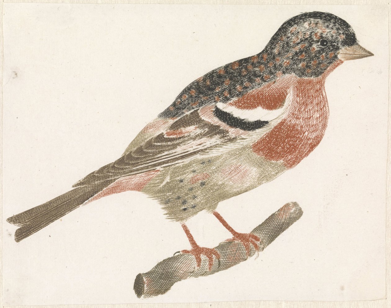 Oiseau sur une branche vers la droite, peut-être un bouvreuil - Anonymous