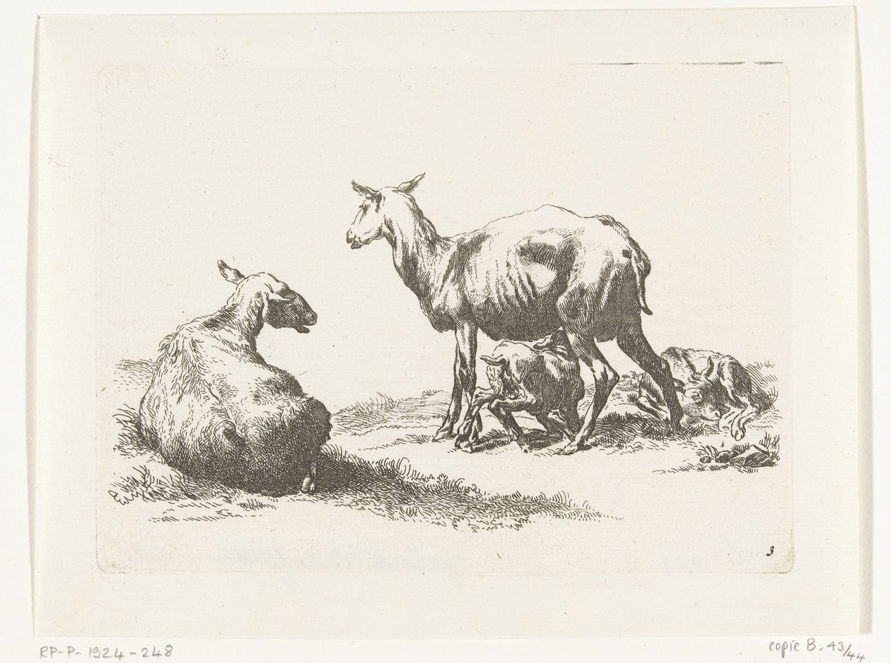 Mouton allaitant avec deux agneaux (Geiten en schapen naar N.P. Berchem) - Anonymous