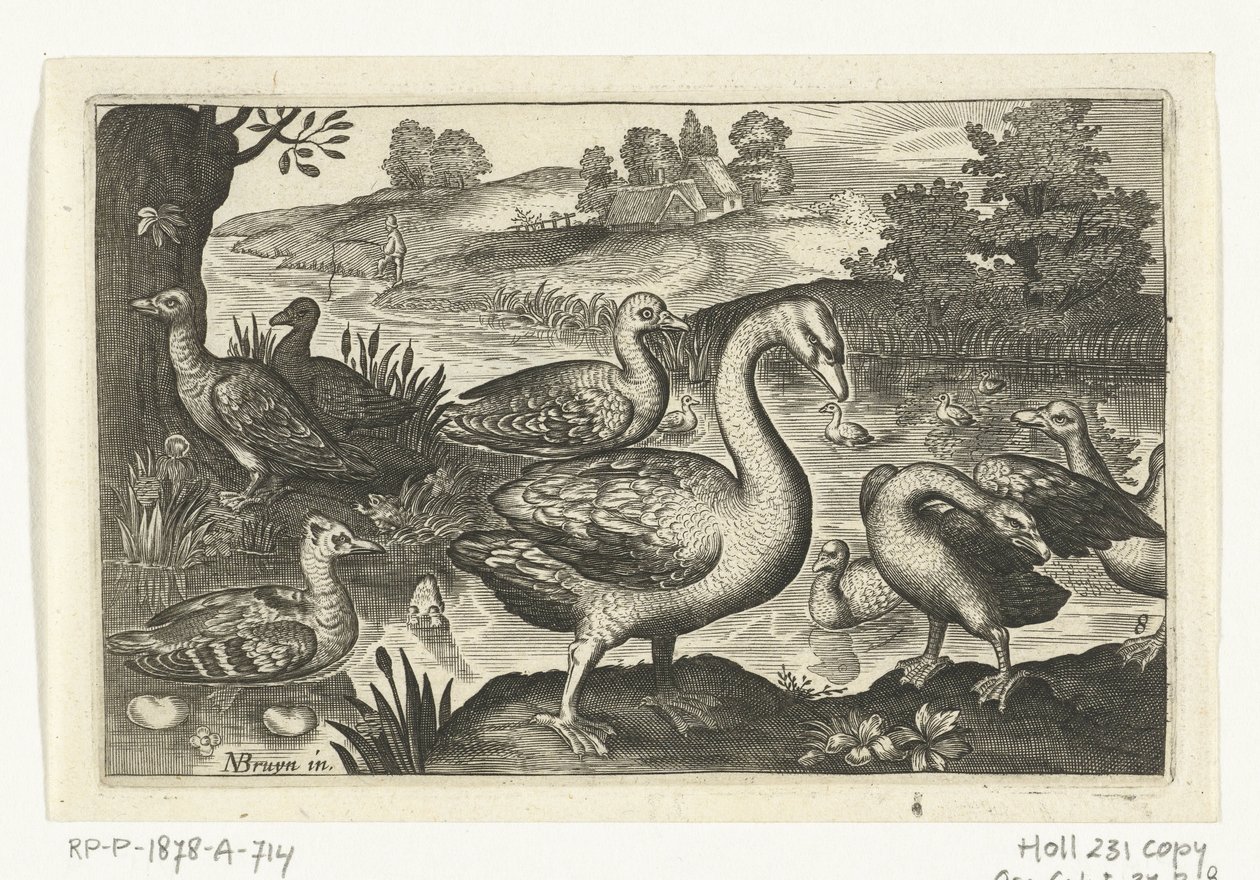 Cygne et oies et canards - Anonymous