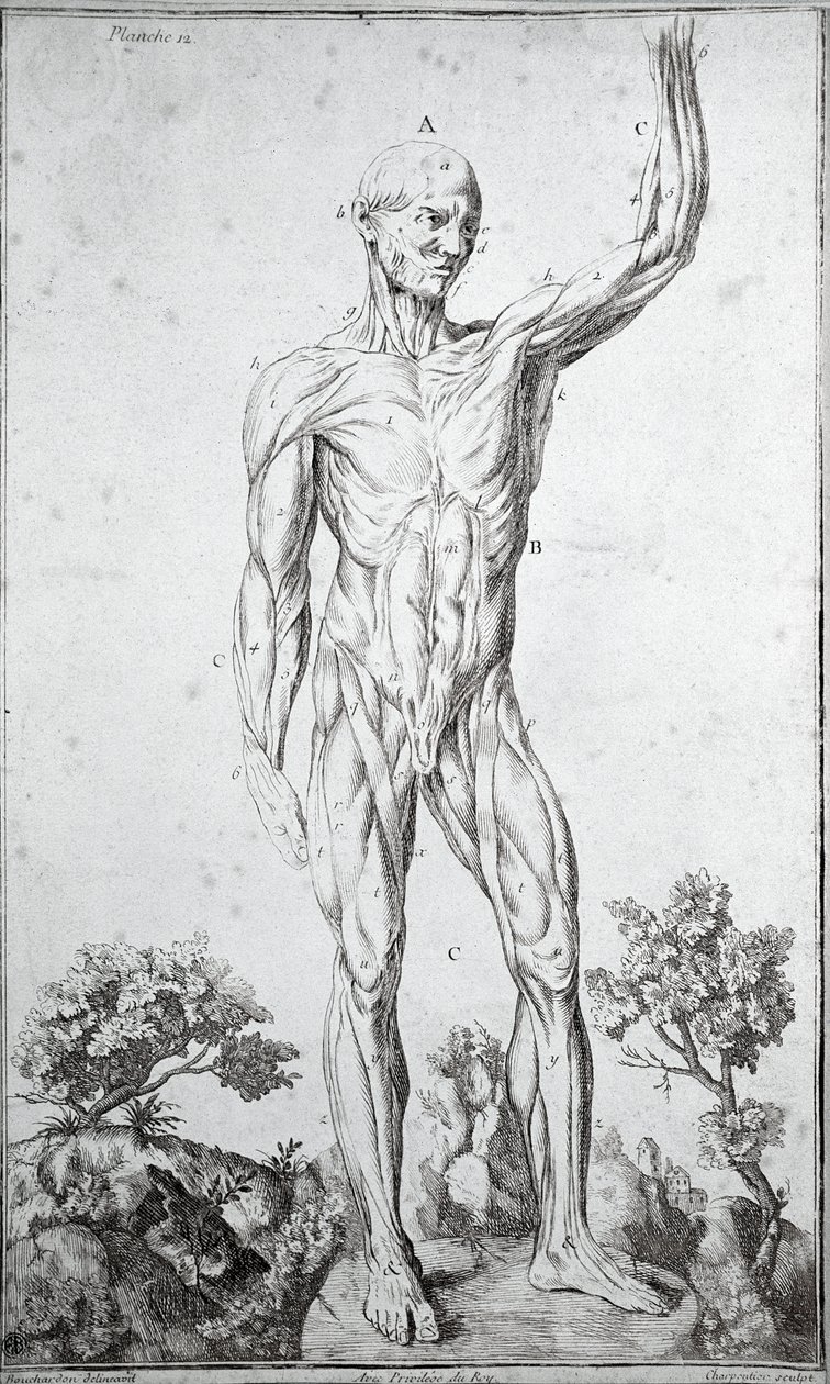 Étude anatomique du système musculaire humain - Anonymous Anonymous