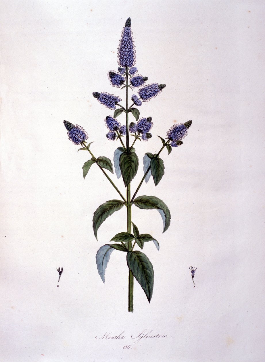 Planche botanique : menthe sauvage (mentha sylvestris). Gravure du 19ème siècle - Anonymous Anonymous