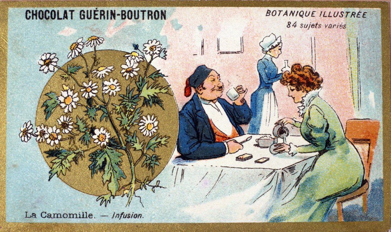 Camomille : infusion. Gravure (chromo). Chromolithographie publicitaire pour les chocolats Guerin-Boutron, fin 19ème siècle. Série botanique illustrée - Anonymous Anonymous