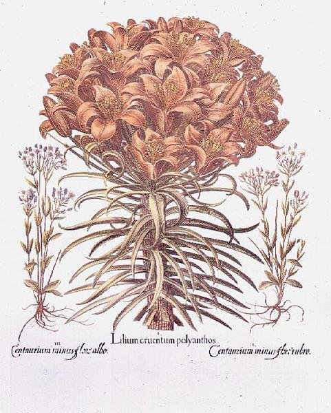 Lys et centaurée, allemand - Anonymous Anonymous