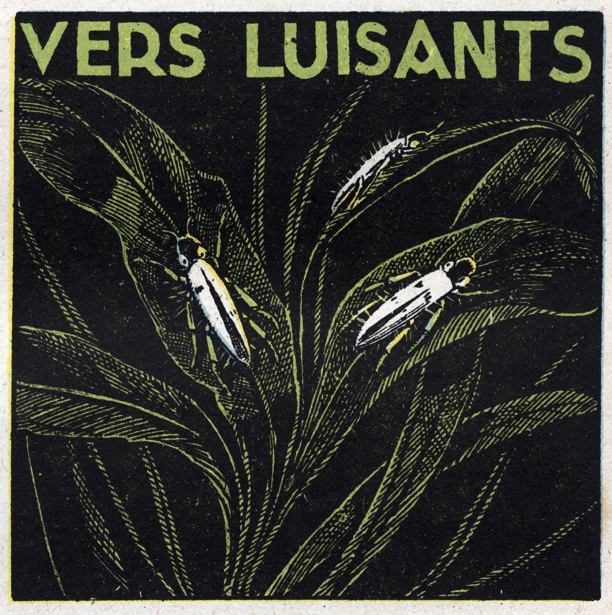 Phosphorescence : verts lumineux. Illustration anonyme de 1925. Collection privée. - Anonymous Anonymous