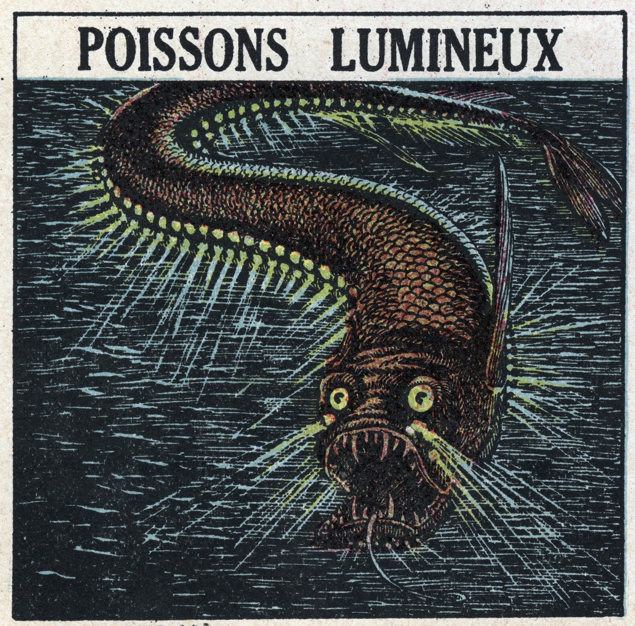 Phosphorescence: poisson lumineux. Illustration anonyme de 1925. Collection privée. - Anonymous Anonymous