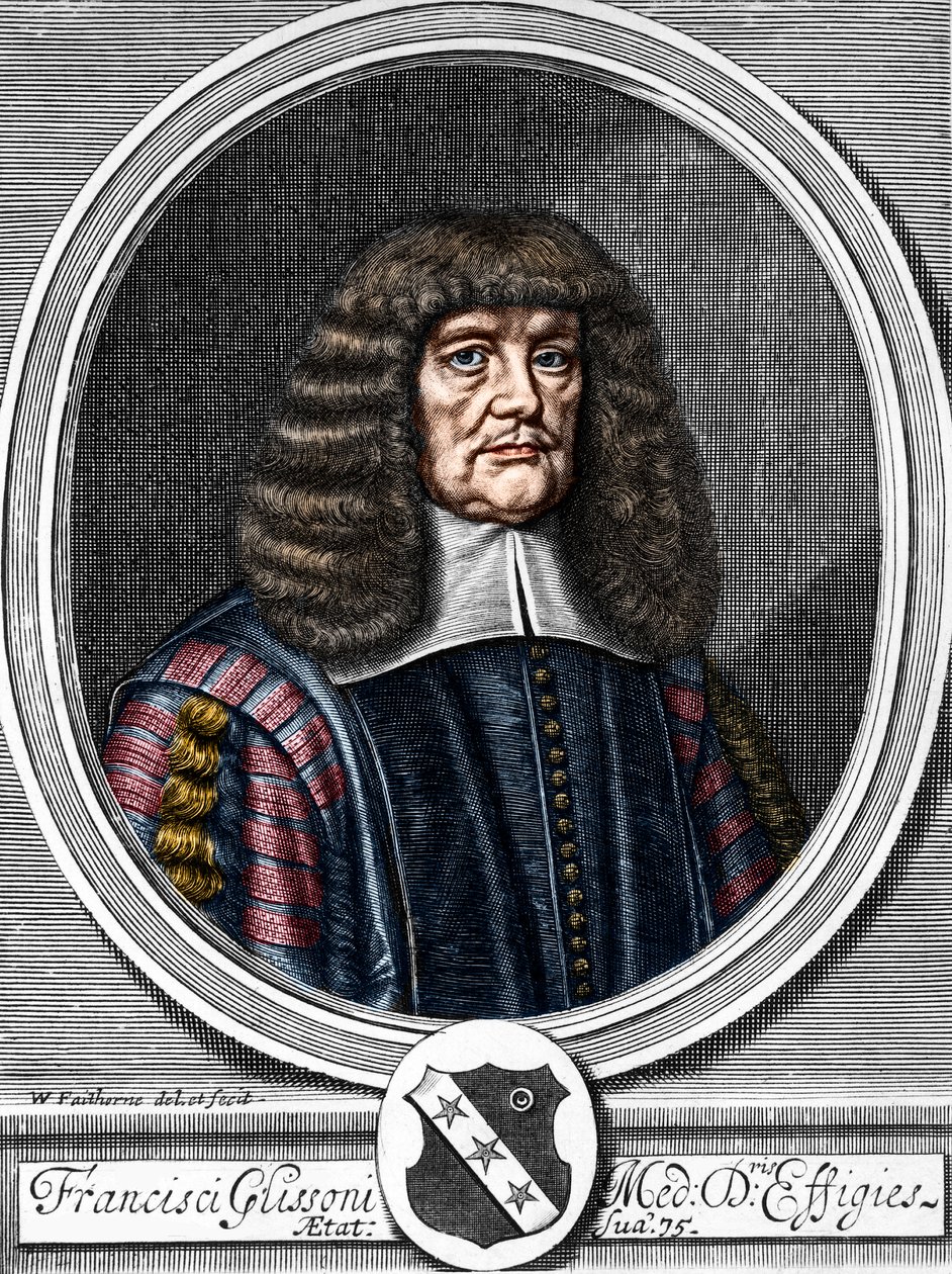 Portrait de Francis Glisson (1599-1677), médecin et anatomiste britannique. - Anonymous Anonymous