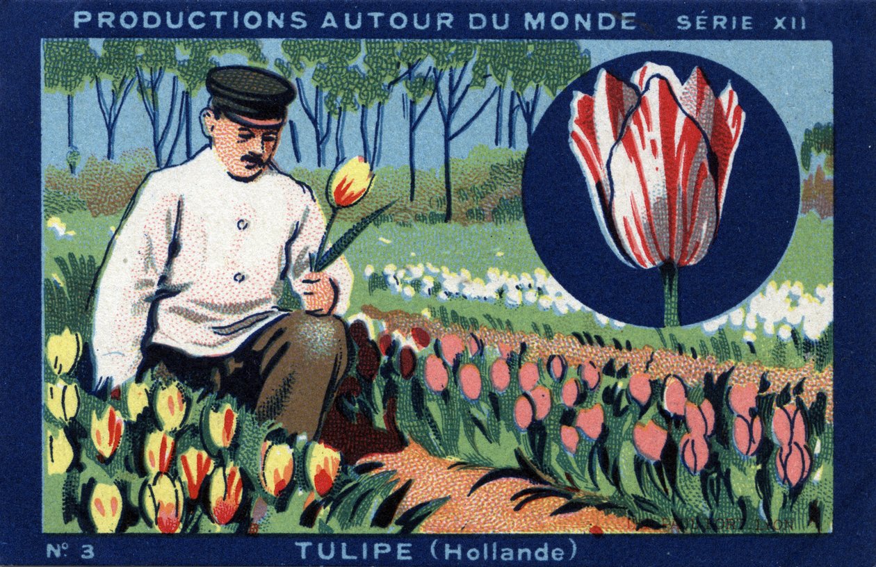 Productions autour du monde : Tulipe en Hollande. Chromolithographie de 1933 dans "Album Joseph-Milliat" - Anonymous Anonymous