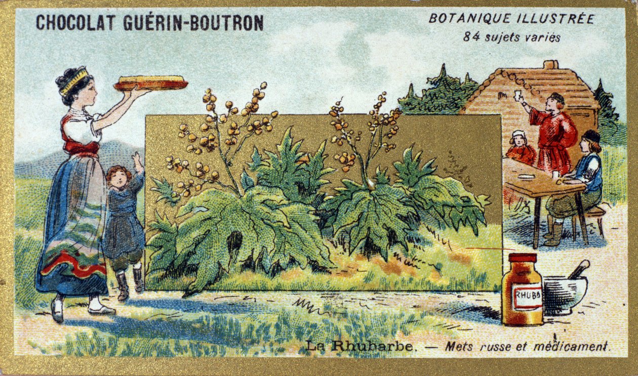 La rhubarbe : aliment et médicament russe. Gravure (chromo). Chromolithographie publicitaire pour les chocolats Guerin-Boutron, fin du 19ème siècle. Série botanique illustrée - Anonymous Anonymous