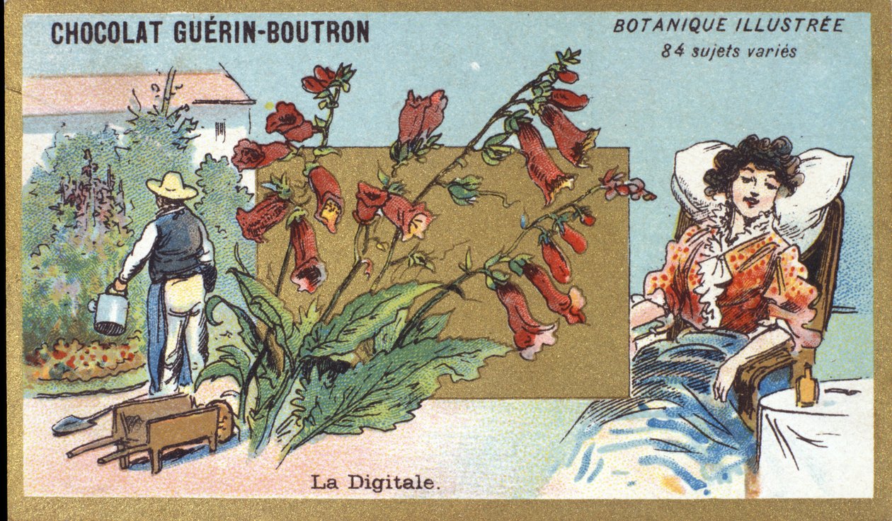 Publicité pour les chocolats Guerin-Boutron, fin du XIXe siècle. Série botanique illustrée - Anonymous Anonymous