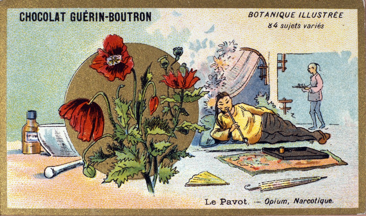 Le pavot : opium, narcotique. Gravure (chromo). Chromolithographie publicitaire pour les chocolats Guerin-Boutron, fin du 19ème siècle. Série botanique illustrée - Anonymous Anonymous