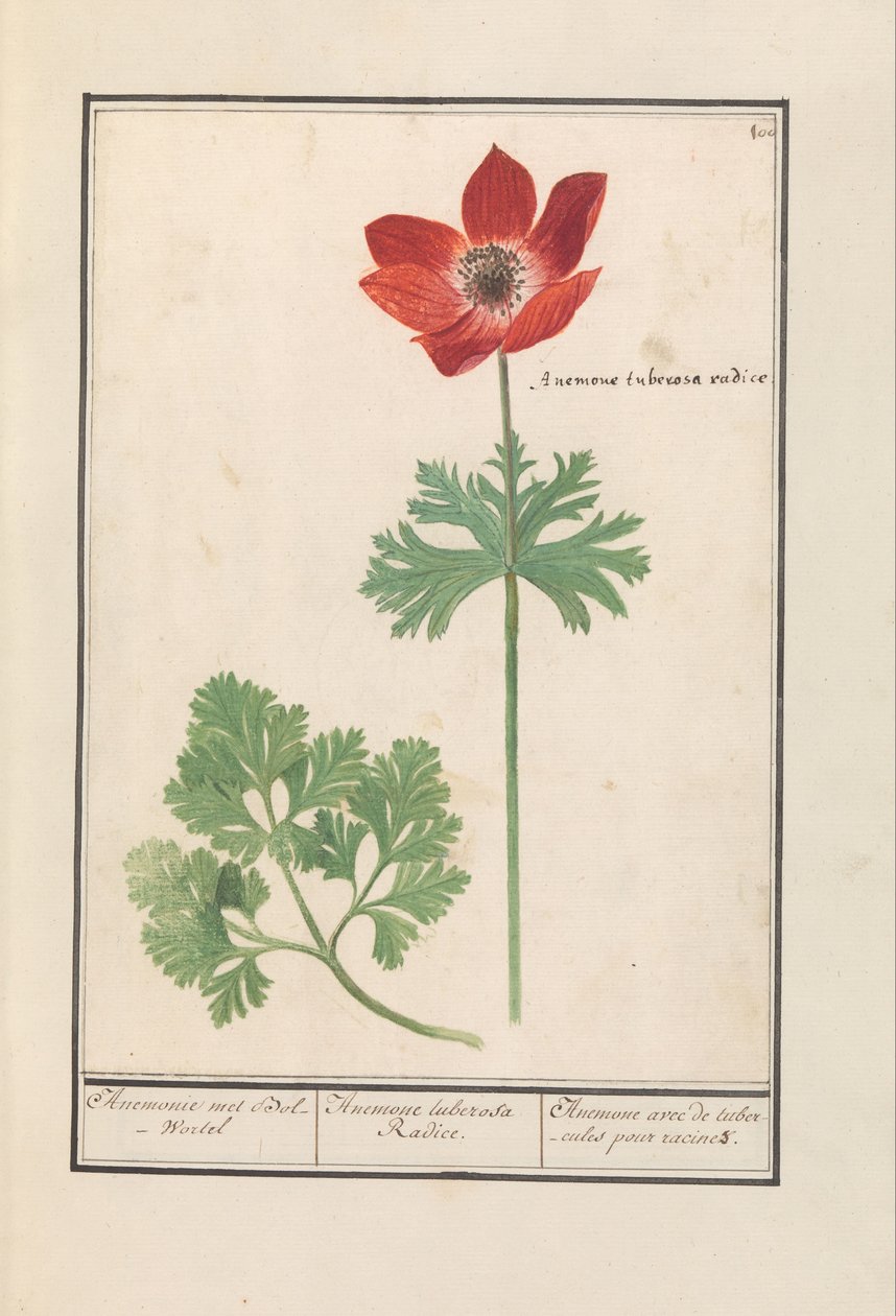 Anémone avec racine tubéreuse - Anselmus Boëtius de Boodt