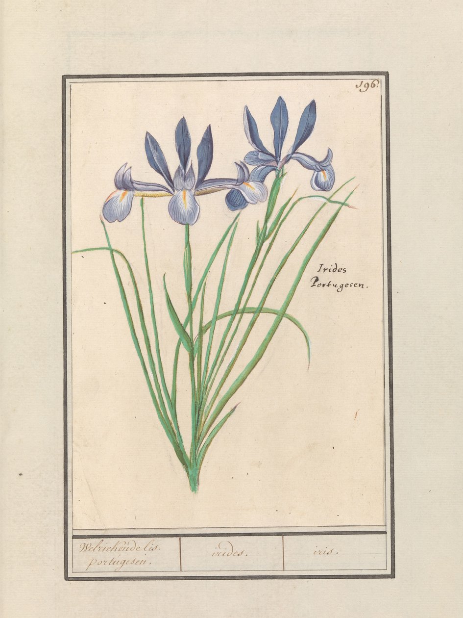 Iris bleu (Iris sibirica) - Anselmus Boëtius de Boodt