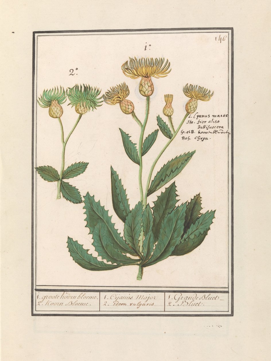 Centaurée (Centaurea) - Anselmus Boëtius de Boodt
