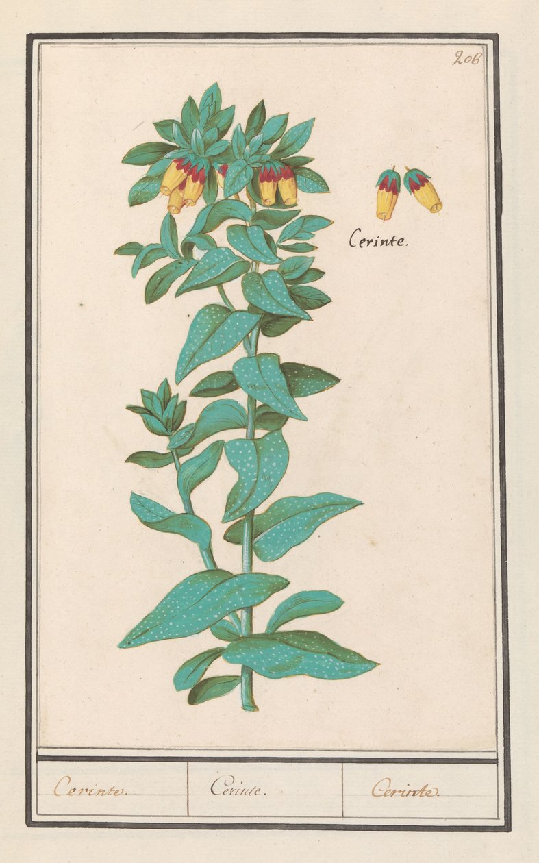Cerinthe (Cerinthe major) - Anselmus Boëtius de Boodt