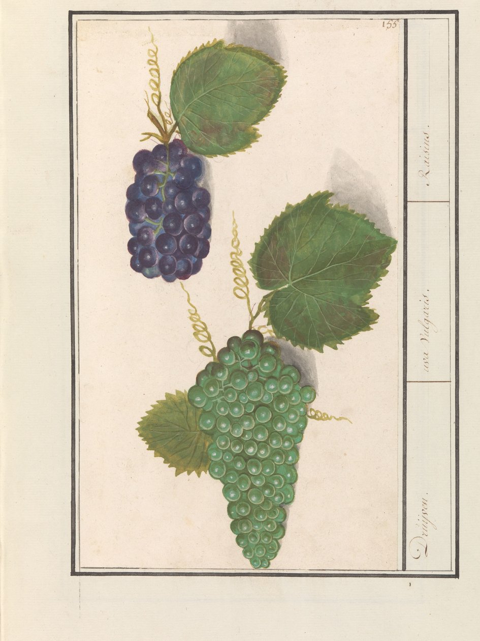 Raisin (Vitis vinifera) Raisins. / uva Vulgaris. / Raisins (titre sur l