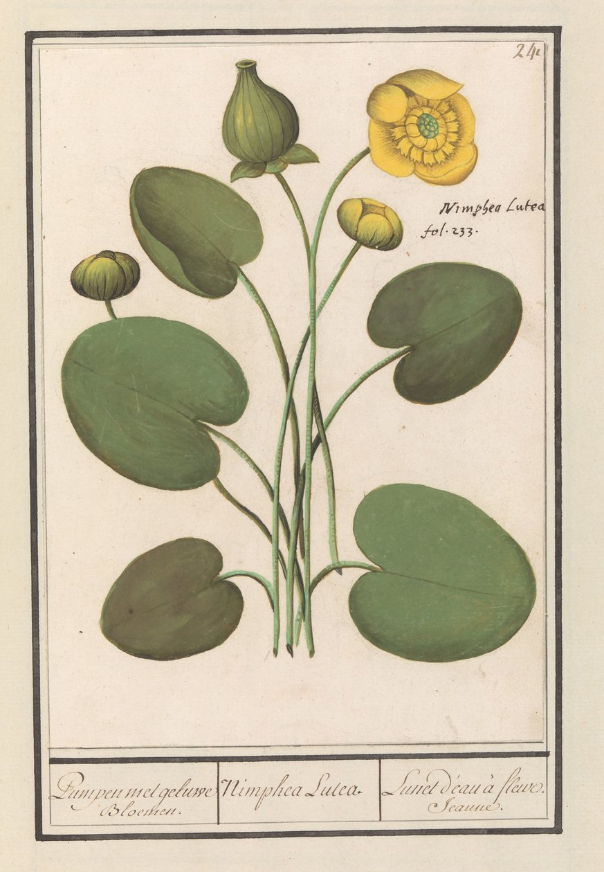 Nénuphar jaune (Nuphar lutea) - Anselmus Boëtius de Boodt