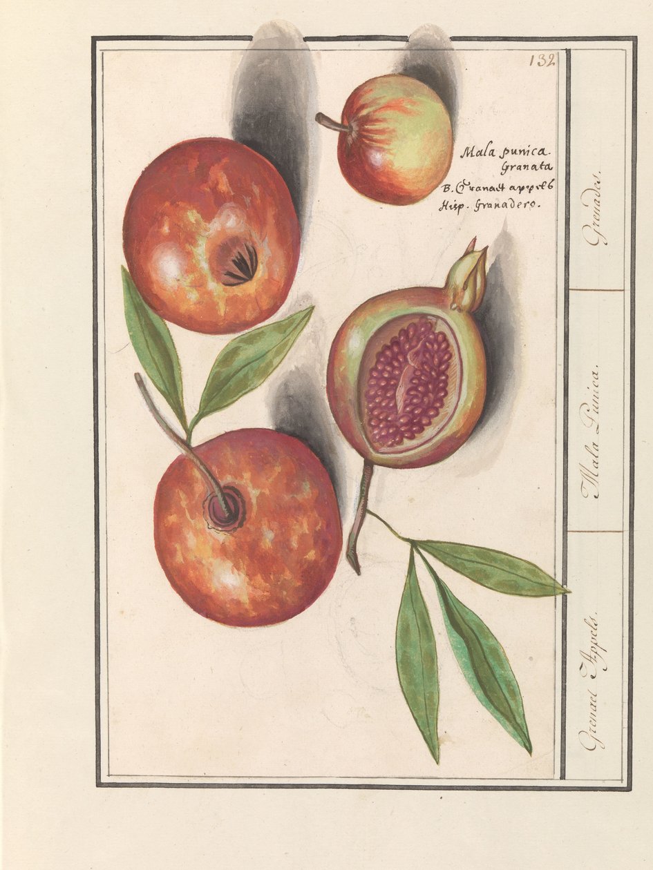 Grenade (Punica granatum) - Anselmus Boëtius de Boodt
