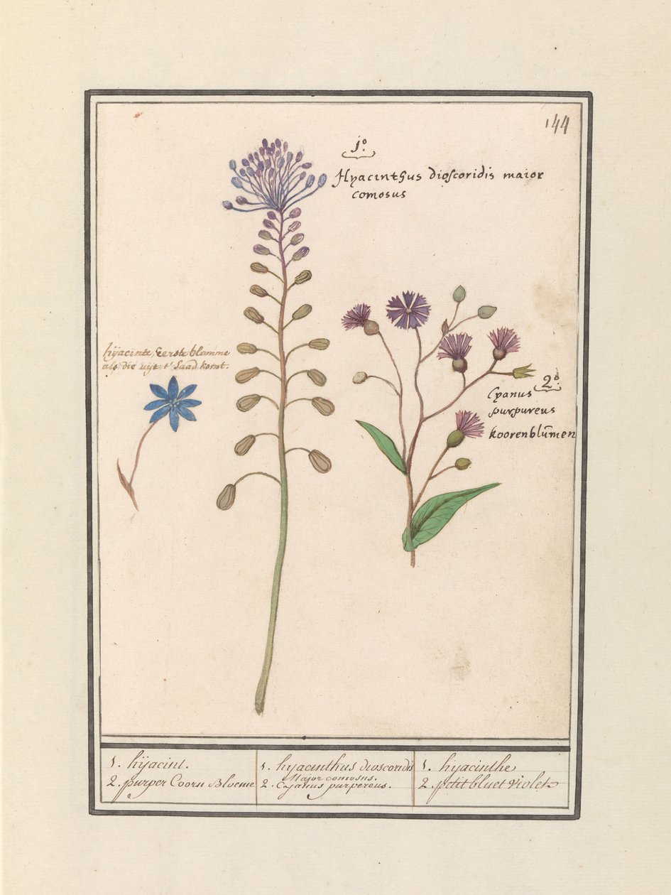 Muscari comosum et bleuet - Anselmus Boëtius de Boodt