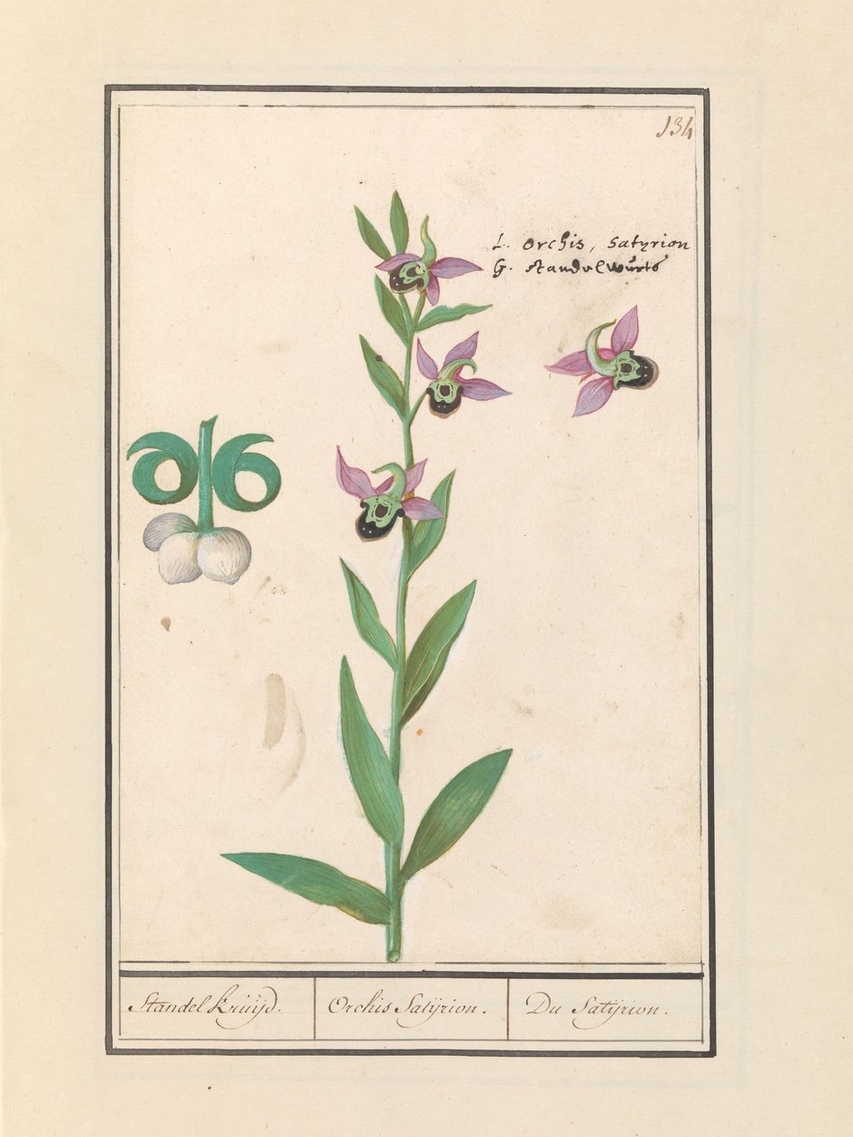 Orchidée bourdon rieur (Ophrys bombyliflora) et anémones (Anemone) - Anselmus Boëtius de Boodt