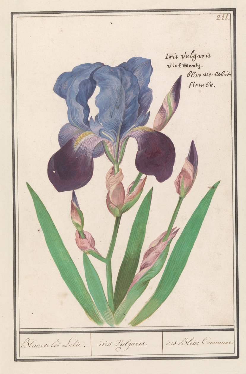 Iris pourpre (Iris germanica) - Anselmus Boëtius de Boodt