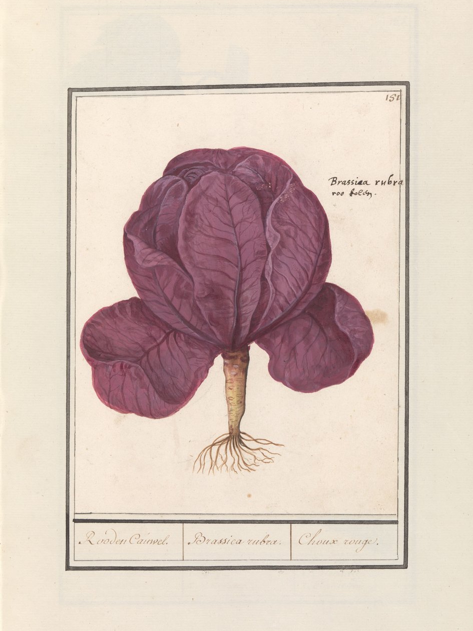 Chou rouge (Brassica oleracea convar. capitata var. rubra) - Anselmus Boëtius de Boodt