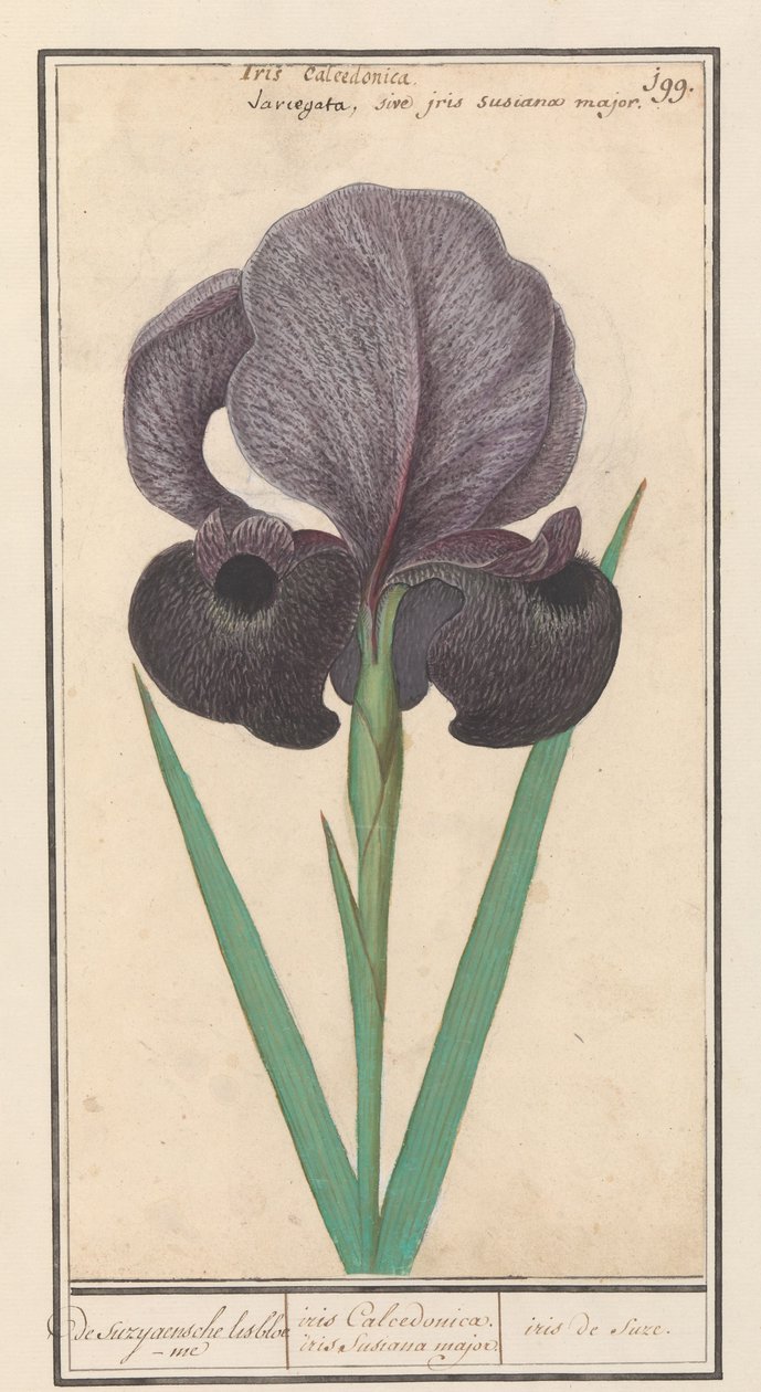 Iris susiana (Iris susiana) - Anselmus Boëtius de Boodt