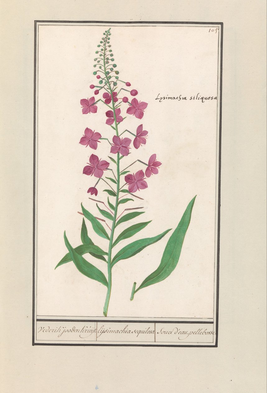 Wilgenroosje (Chamerion angustifolium) - Anselmus Boëtius de Boodt