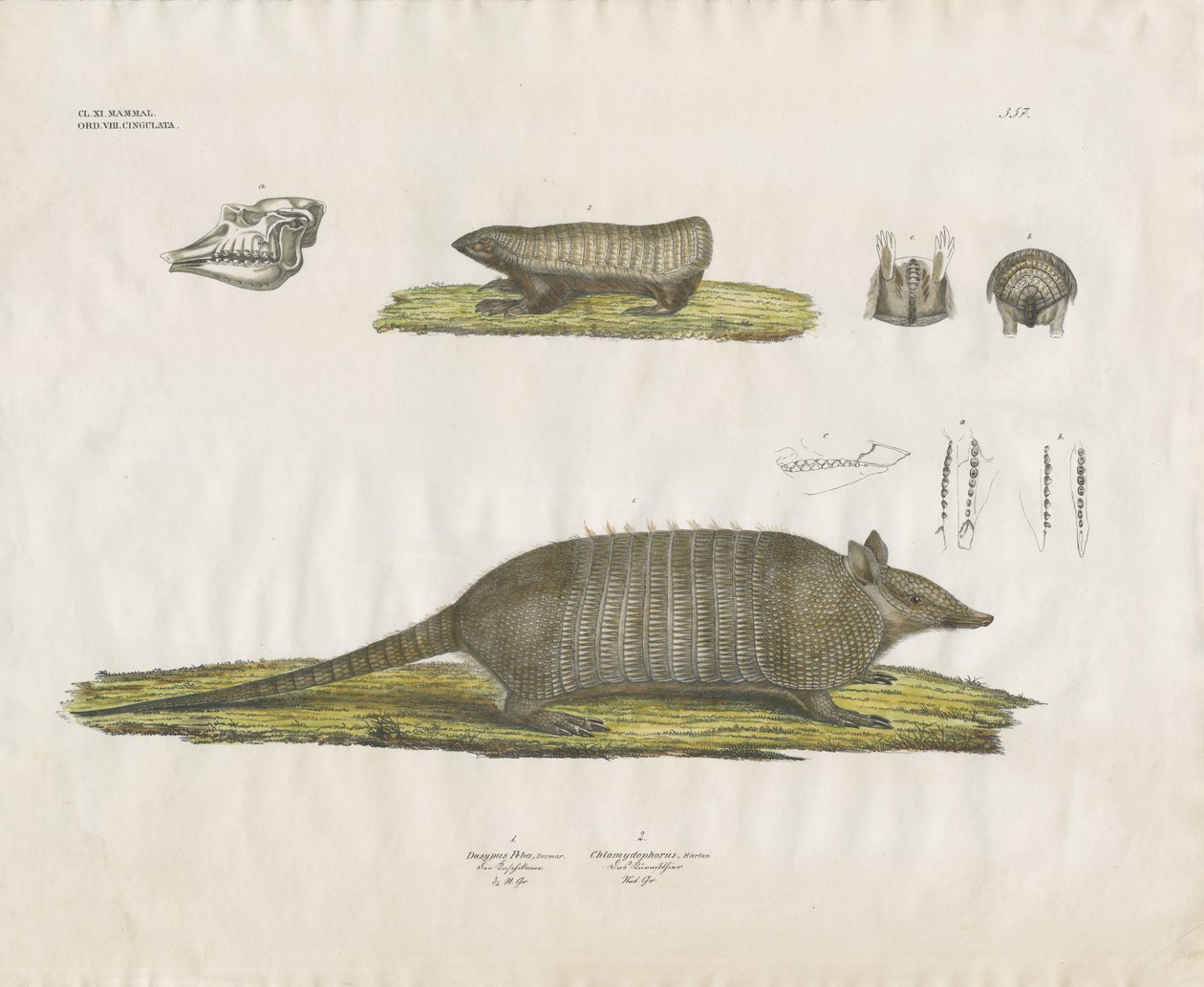 Tatous avec crâne et structures dentaires (lithographie coloriée à la main) - Anstalt Arnz & Co.
