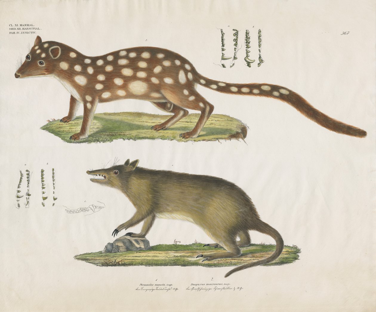 Marsupiaux australiens avec détails anatomiques (lithographie coloriée à la main) - Anstalt Arnz & Co.