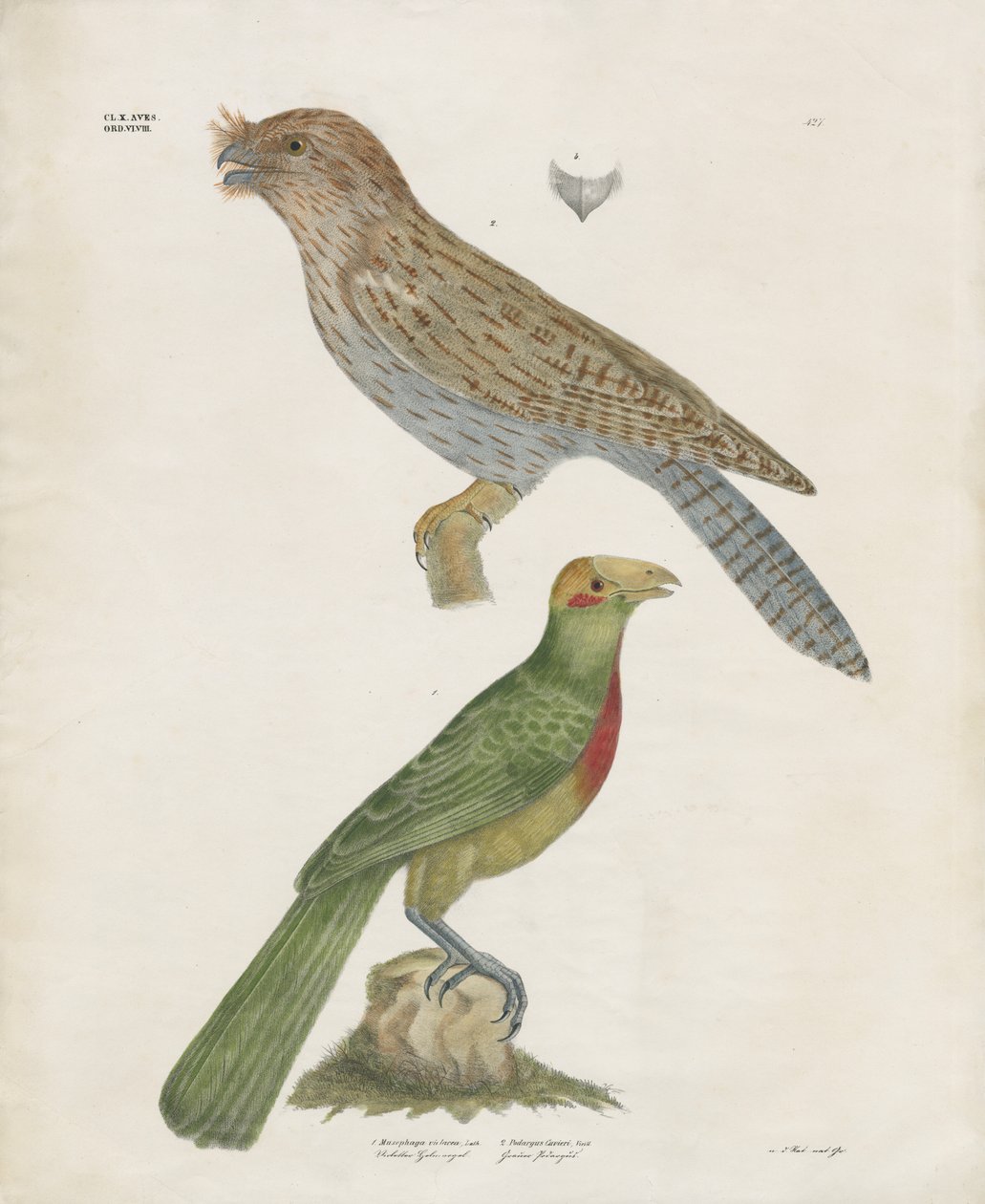 Barbet et rouleau (lithographie coloriée à la main) - Anstalt Arnz & Co.