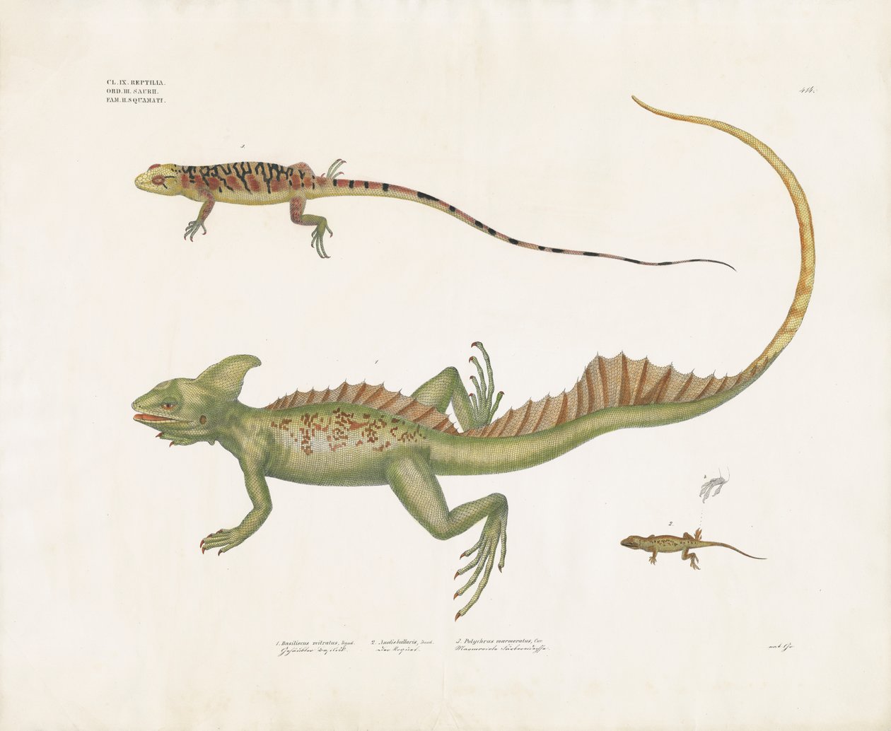 Basilics et petits lézards aux traits distinctifs (lithographie coloriée à la main) - Anstalt Arnz & Co.