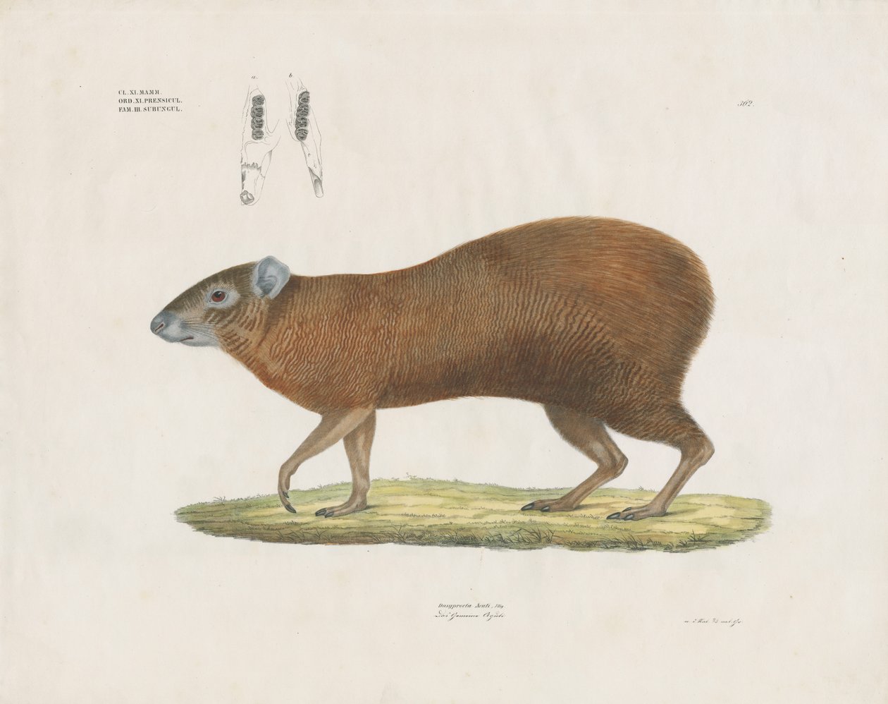 Agouti commun avec détails dentaires (lithographie coloriée à la main) - Anstalt Arnz & Co.