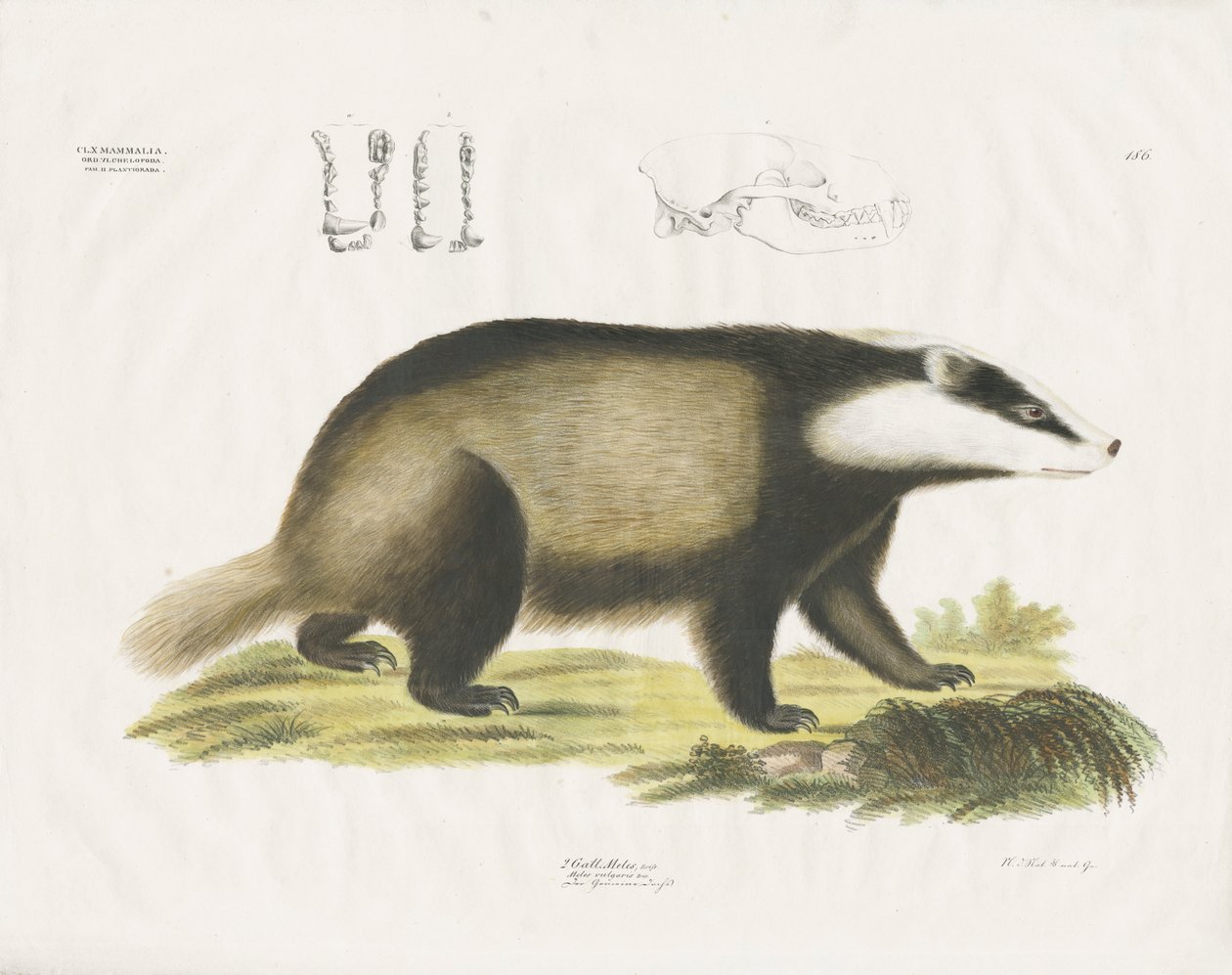 Blaireau européen avec illustration du crâne (lithographie coloriée à la main) - Anstalt Arnz & Co.