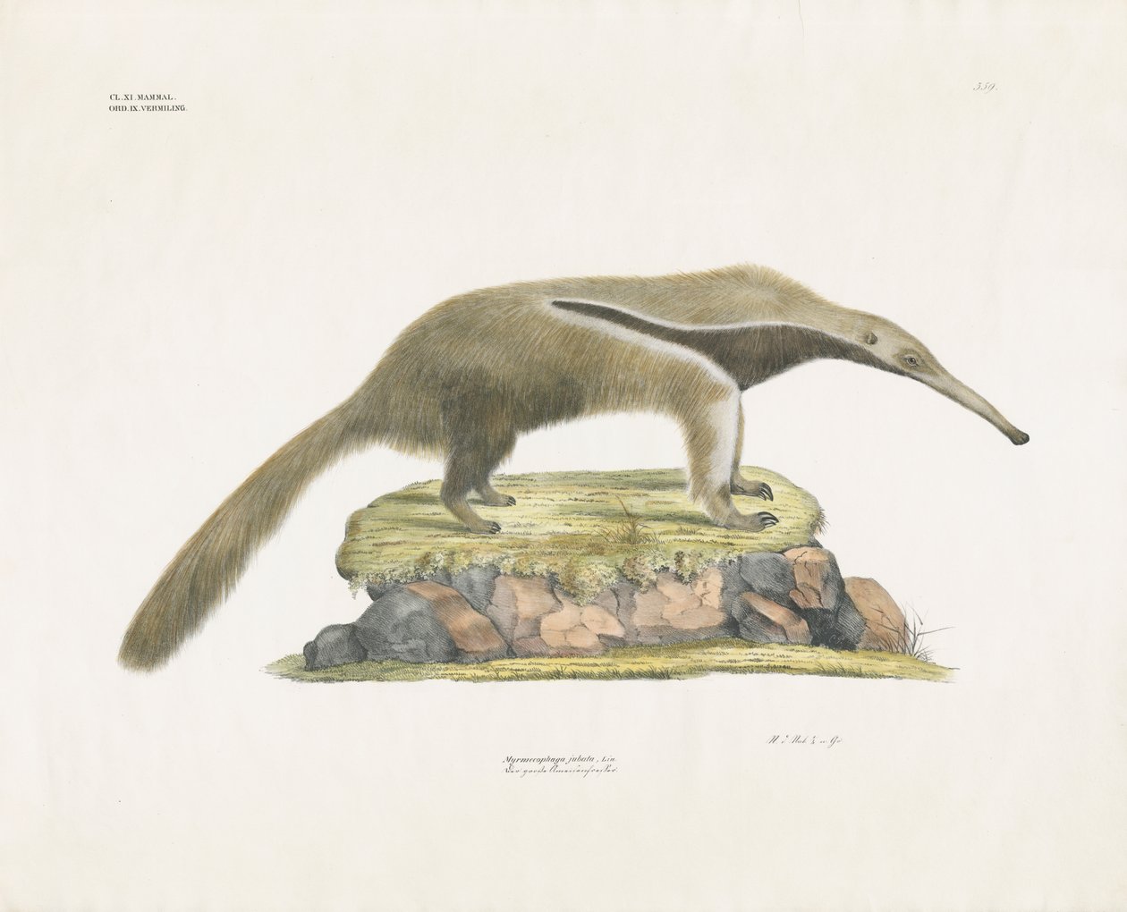 Tamanoir géant sur un terrain rocheux (lithographie coloriée à la main) - Anstalt Arnz & Co.