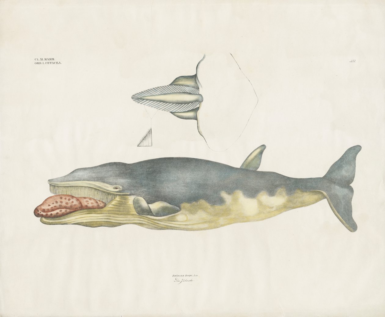 Baleine franche du Groenland avec détails anatomiques (lithographie coloriée à la main) - Anstalt Arnz & Co.