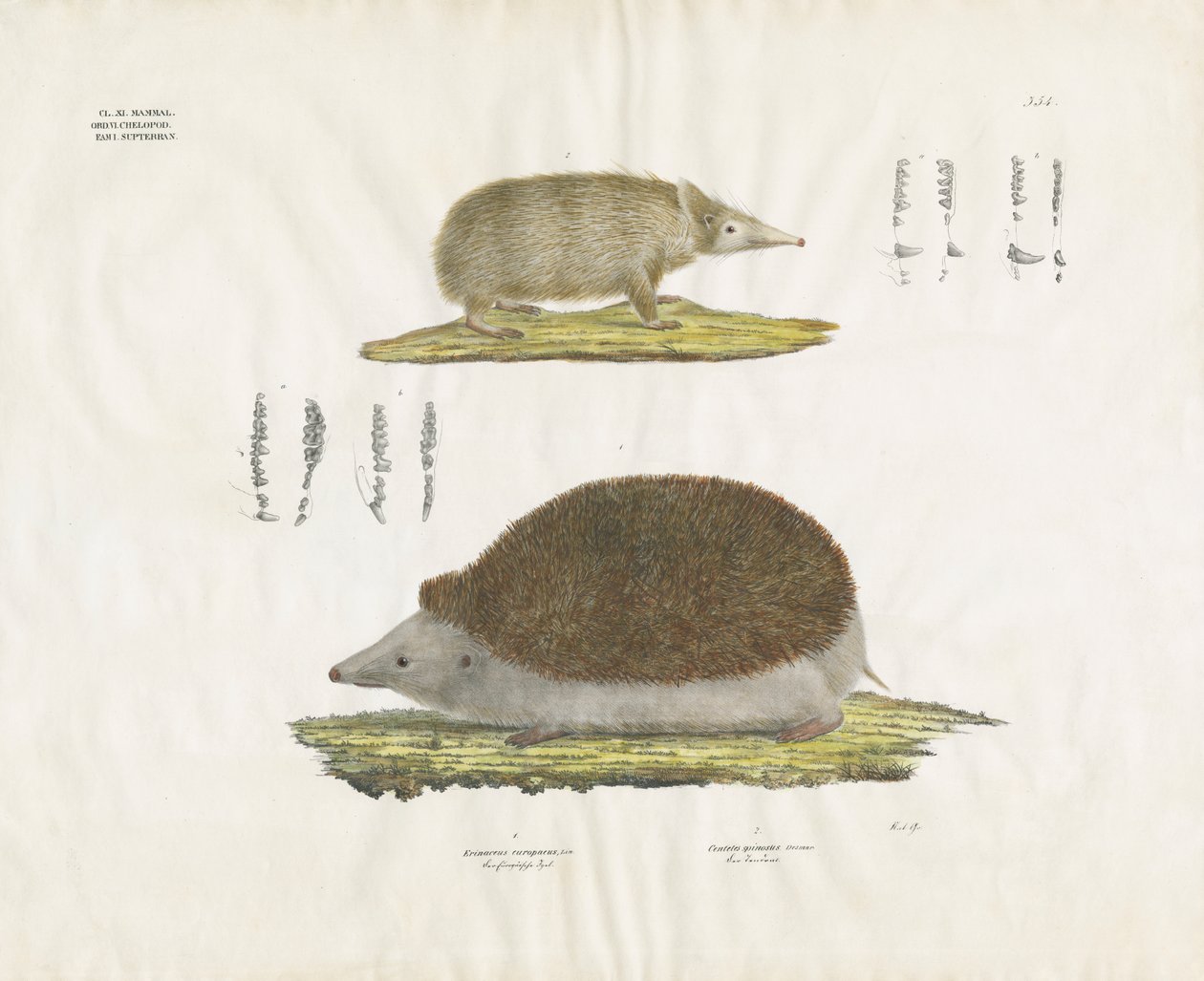 Hérisson et Tenrec avec détails anatomiques (lithographie coloriée à la main) - Anstalt Arnz & Co.